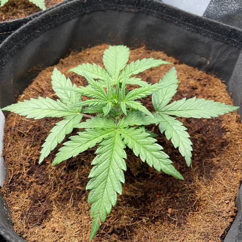 Triple G Automatic growlog timeline photo