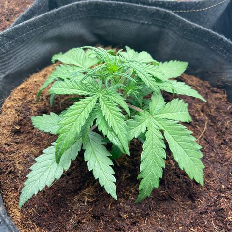 Triple G Automatic growlog timeline photo
