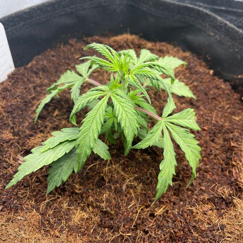 White Widow Automatic growlog timeline photo