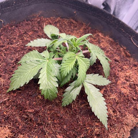 Amnesia Haze Automatic growlog timeline photo
