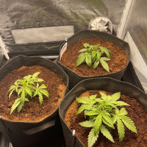 Triple G Automatic growlog timeline photo