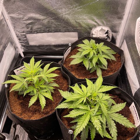 Triple G Automatic growlog timeline photo
