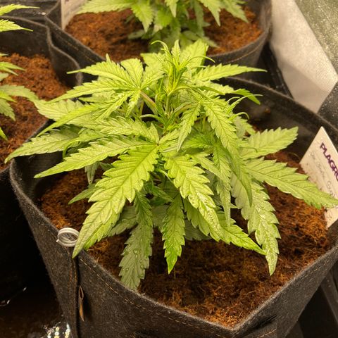 Triple G Automatic growlog timeline photo