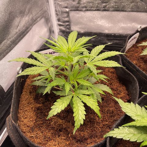 White Widow Automatic growlog timeline photo