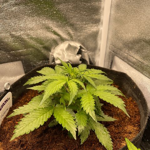 Amnesia Haze Automatic growlog timeline photo