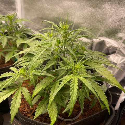 Triple G Automatic growlog timeline photo