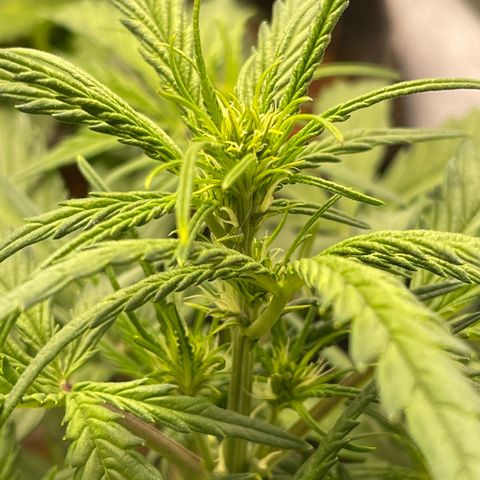 Triple G Automatic growlog timeline photo
