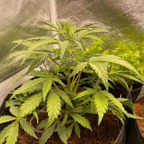 White Widow Automatic growlog timeline photo