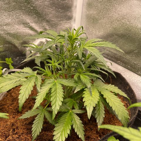 Amnesia Haze Automatic growlog timeline photo