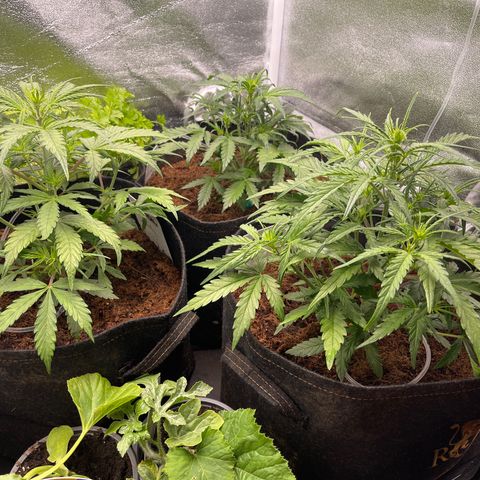 Triple G Automatic growlog timeline photo