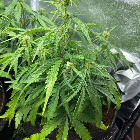Triple G Automatic growlog timeline photo