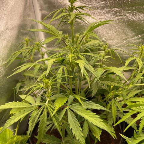 White Widow Automatic growlog timeline photo
