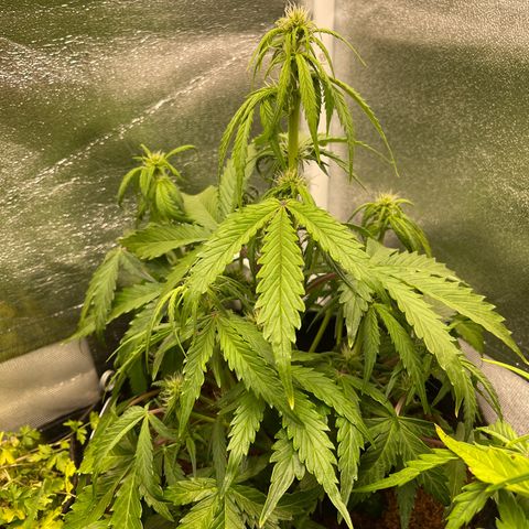 Amnesia Haze Automatic growlog timeline photo