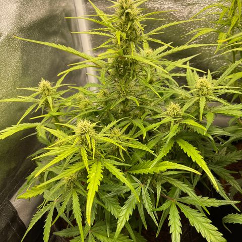 Triple G Automatic growlog timeline photo