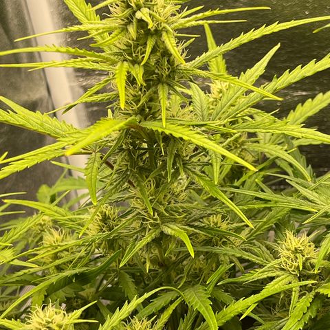 Triple G Automatic growlog timeline photo