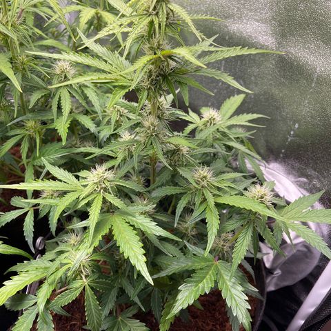Amnesia Haze Automatic growlog timeline photo