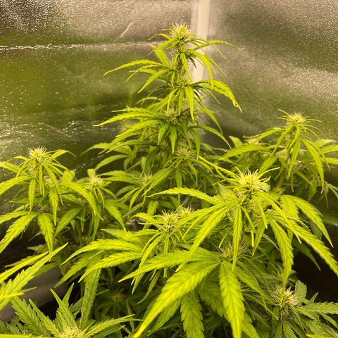 White Widow Automatic growlog timeline photo