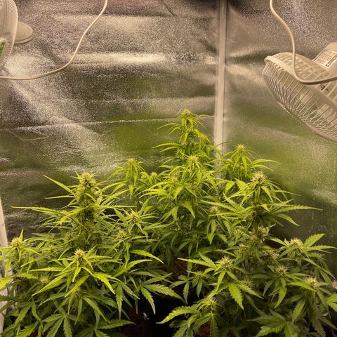 Triple G Automatic growlog timeline photo