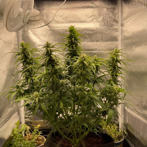 White Widow Automatic growlog timeline photo