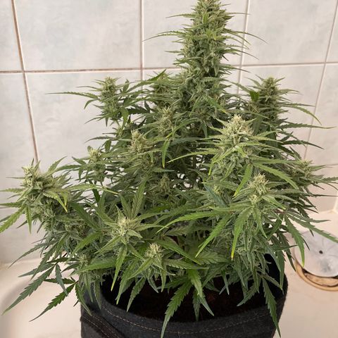Triple G Automatic growlog timeline photo