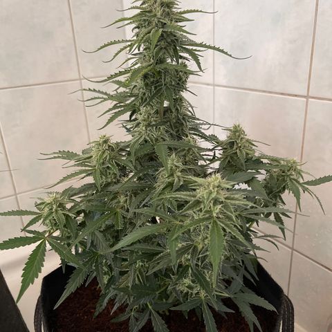 Amnesia Haze Automatic growlog timeline photo