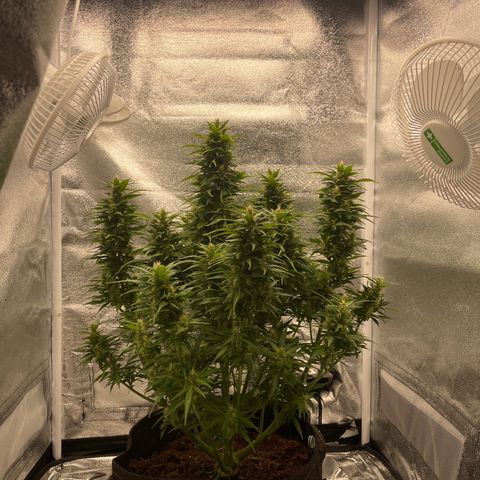 White Widow Automatic growlog timeline photo