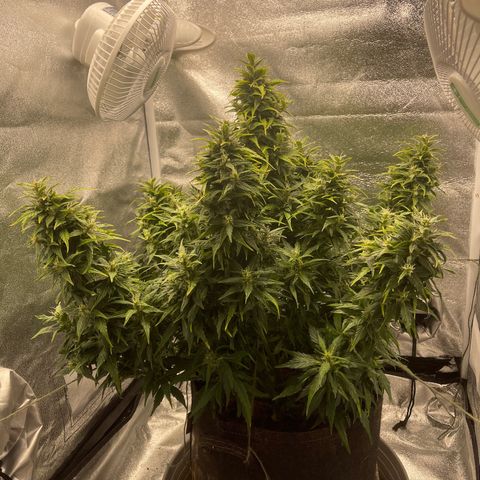 White Widow Automatic growlog timeline photo