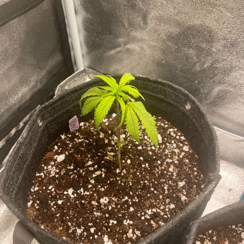 Congolese Bubblegum  growlog timeline photo