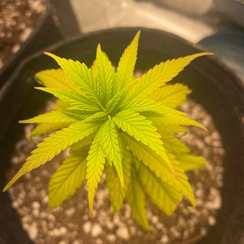 Congolese Bubblegum  growlog timeline photo