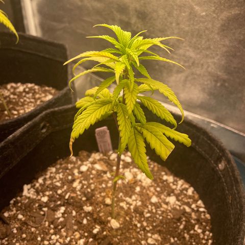 Congolese Bubblegum  growlog timeline photo