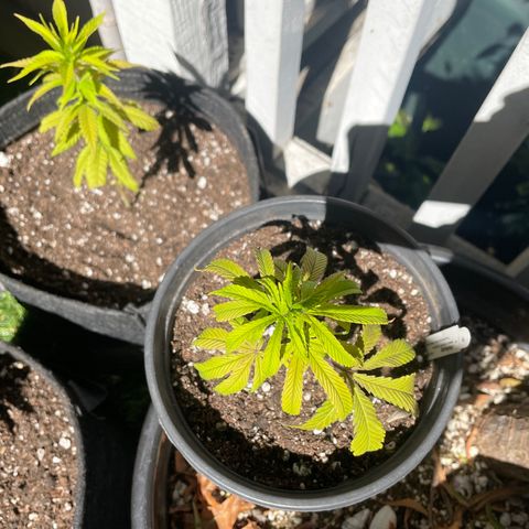  Jealousy growlog timeline photo