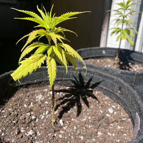 Congolese Bubblegum  growlog timeline photo