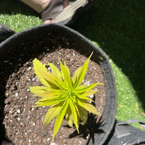 Congolese Bubblegum  growlog timeline photo