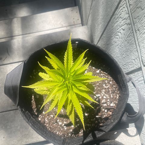 Congolese Bubblegum  growlog timeline photo