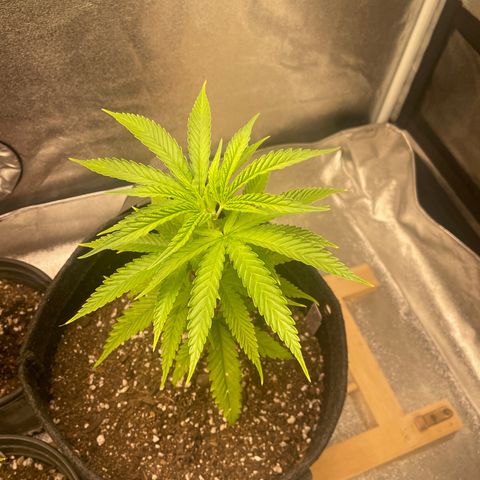 Congolese Bubblegum  growlog timeline photo