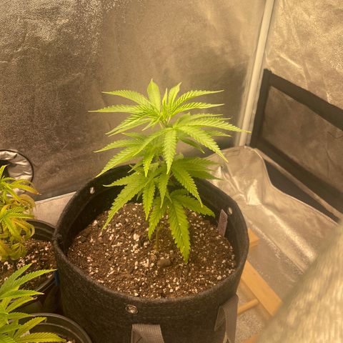 Congolese Bubblegum  growlog timeline photo