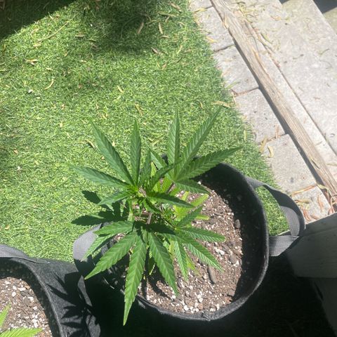  Jealousy growlog timeline photo