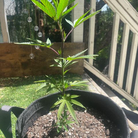  Jealousy growlog timeline photo
