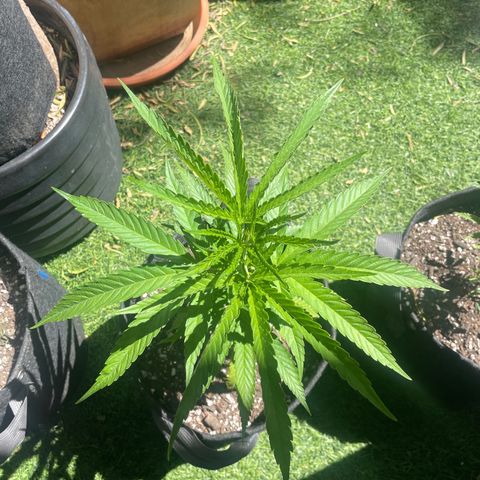 Congolese Bubblegum  growlog timeline photo