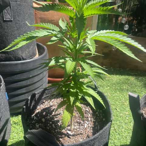 Congolese Bubblegum  growlog timeline photo