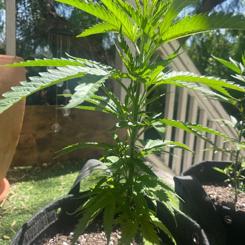 Congolese Bubblegum  growlog timeline photo
