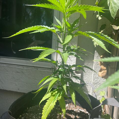 Congolese Bubblegum  growlog timeline photo