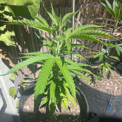 Congolese Bubblegum  growlog timeline photo