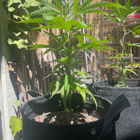 Congolese Bubblegum  growlog timeline photo