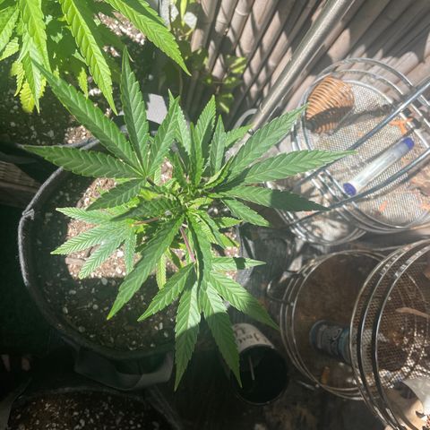  Jealousy growlog timeline photo