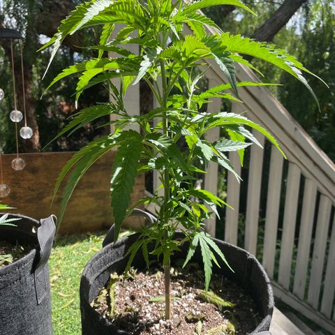 Congolese Bubblegum  growlog timeline photo