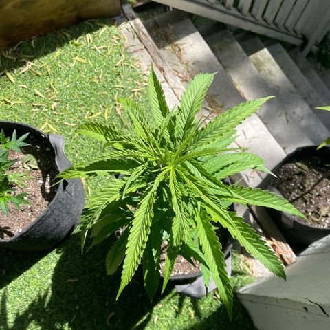 Congolese Bubblegum  growlog timeline photo