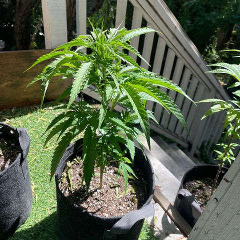 Congolese Bubblegum  growlog timeline photo