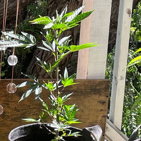  Jealousy growlog timeline photo