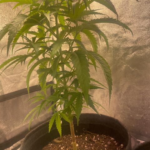 Congolese Bubblegum  growlog timeline photo